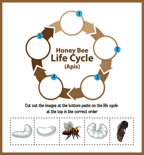 Illustrazione Del Ciclo Vita Dell Ape Mellifera Apis — Vettoriale Stock