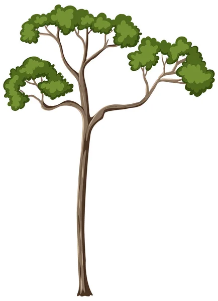 Single Rainforest Tree Isolated White Background Illustration — Stock Vector