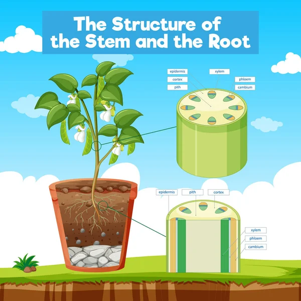 Structure Stem Root Illustration - Stok Vektor
