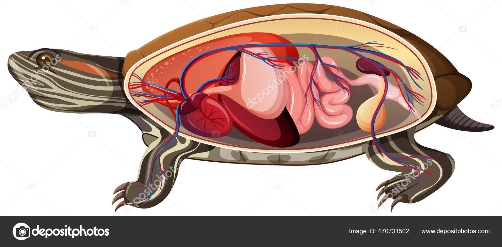 Fading shell? : r/turtle, image size:1600x790