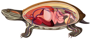Beyaz arkaplanda izole edilmiş bir kaplumbağanın iç anatomisi