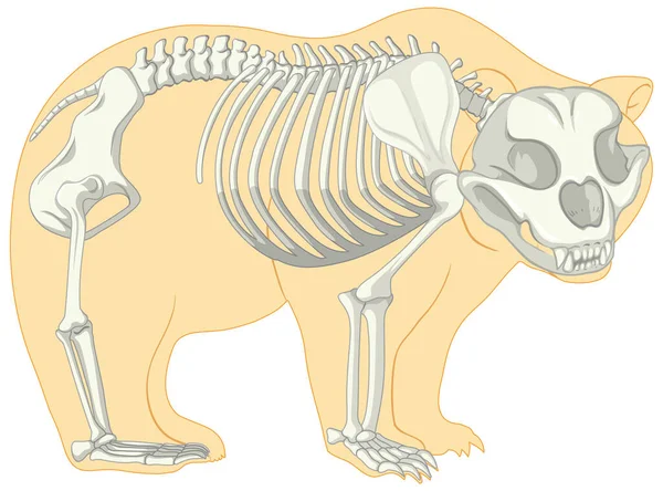 Skelett Anatomie Des Wilden Bären Isolierte Illustration — Stockvektor