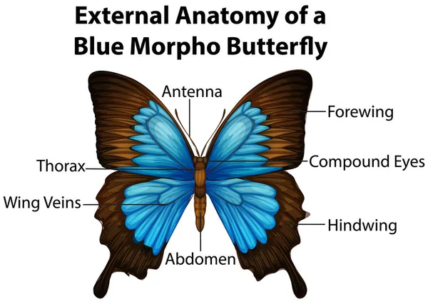 Zewnętrzna Anatomia Blue Morpho Butterfly Białym Tle Ilustracja — Wektor stockowy