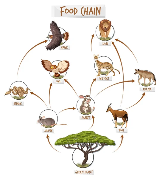 Diagrama Cadena Alimentaria Ilustración Del Concepto — Vector de stock
