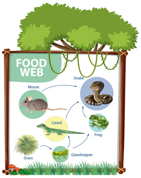 Diagrama Cadena Alimentaria Ilustración Del Concepto — Vector de stock