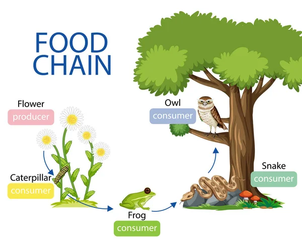 Diagrama Cadena Alimentaria Ilustración Del Concepto — Archivo Imágenes Vectoriales