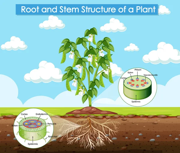 Diagram Znázorňující Kořenovou Kmenovou Strukturu Ilustrace Rostliny — Stockový vektor