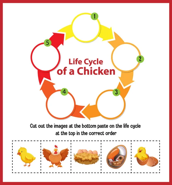 Διάγραμμα Που Δείχνει Τον Κύκλο Ζωής Της Απεικόνισης Κοτόπουλου — Διανυσματικό Αρχείο