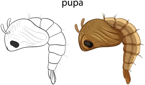 Pupa Cores Doodle Ilustração Isolada — Vetor de Stock