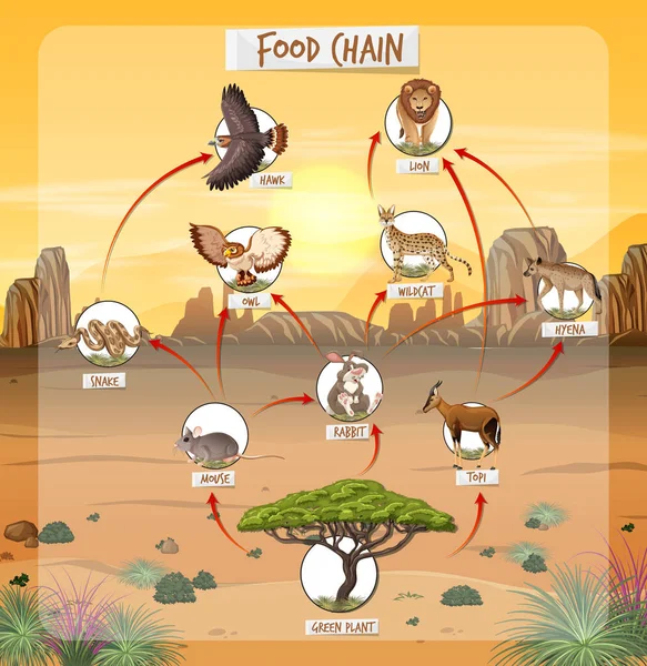 100,000 Rainforest food chain Vector Images Biology Diagrams