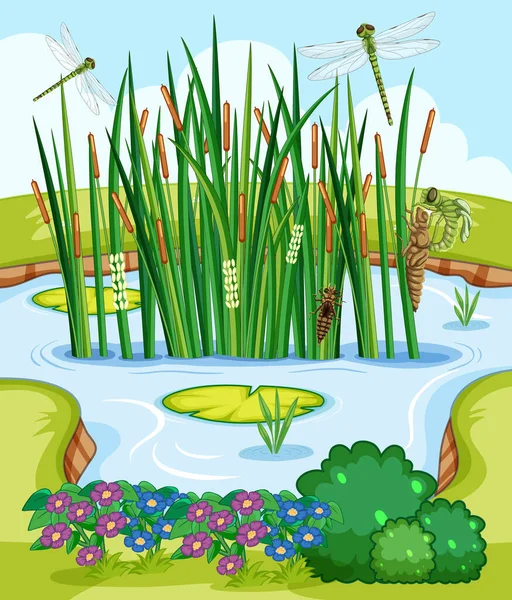 Natuur Scene Met Vijver Libellen Illustratie — Stockvector