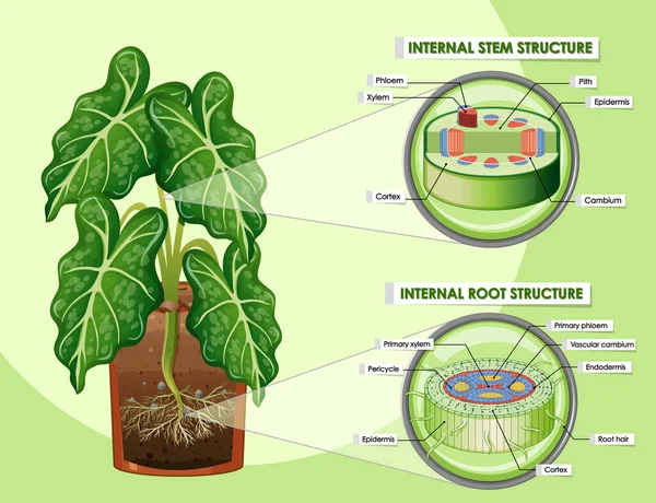 茎や根の構造図 — ストックベクタ