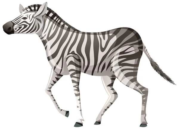 Volwassen Zebra Looppositie Witte Achtergrond Illustratie — Stockvector