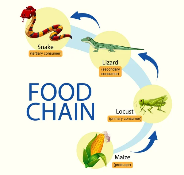 Tudományos Élelmiszerlánc Diagram Illusztráció — Stock Vector