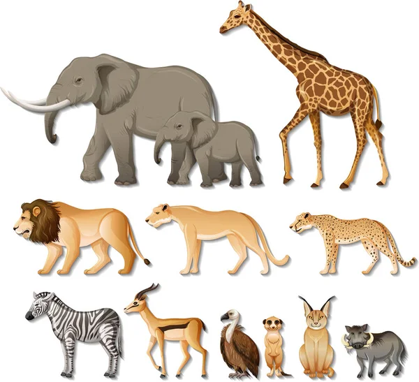 Ensemble Animaux Sauvages Africains Isolés Sur Fond Blanc Illustration — Image vectorielle