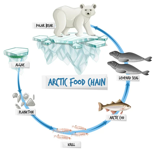 Ilustração Conceito Diagrama Cadeia Alimentar Ártico — Vetor de Stock