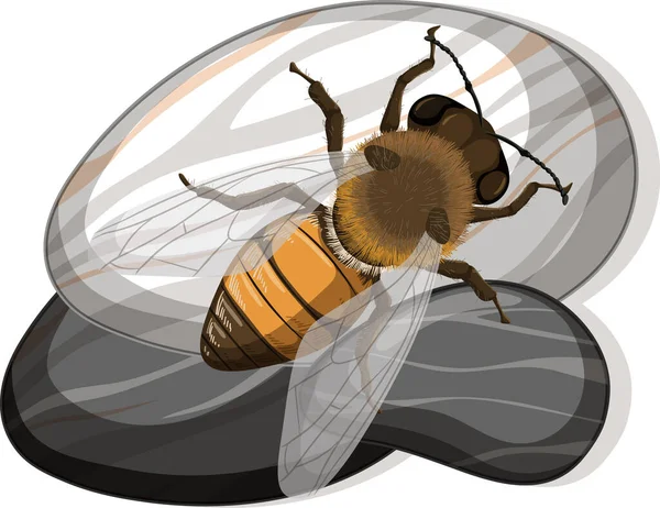 Top View Bee Stone White Background Illustration — Stock Vector