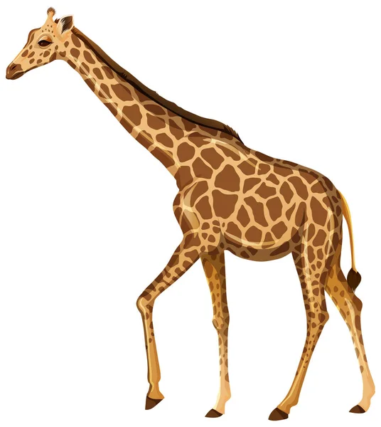 Adult Giraffe Standing Position White Background Illustration — Stock Vector