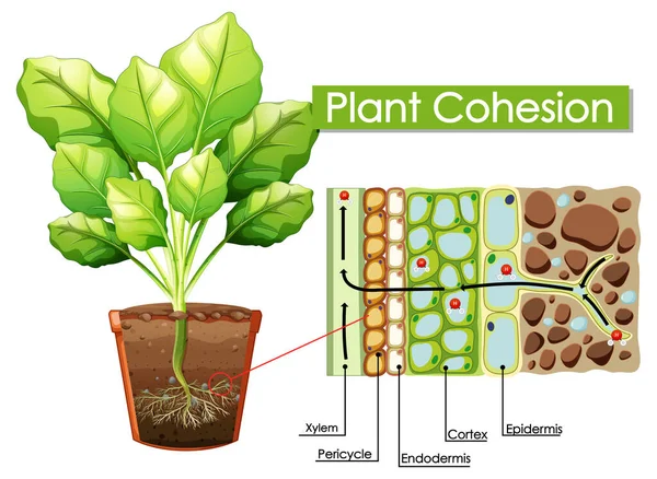 Illustrazione Dello Schema Coesione Vegetale — Vettoriale Stock