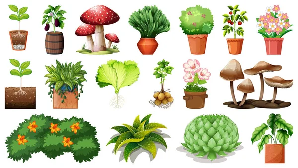 Set Plante Diferite Ghivece Izolate Fundal Alb Ilustrație — Vector de stoc