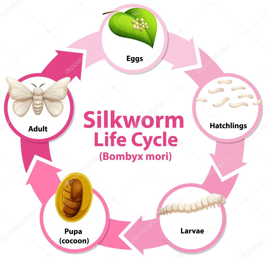 Diagram showing life cycle of Silkworm illustration