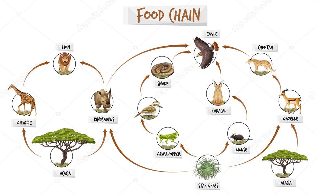 Diagram showing food chain illustration