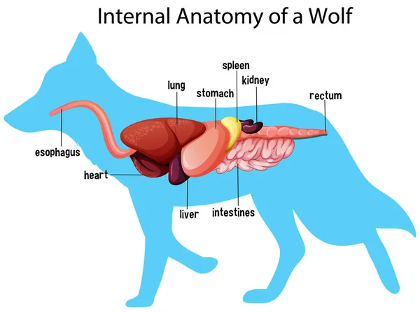 Internal Anatomy Wolf Illustration — Stock Vector