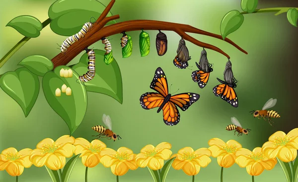 Fond Nature Flou Avec Cycle Vie Illustration Papillon — Image vectorielle