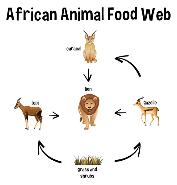 African Animal Food Web Education Illustration — Stock Vector