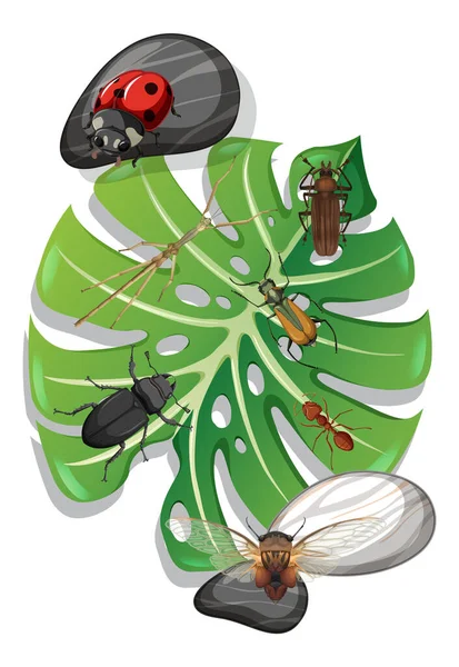 Ovanifrån Många Insekter Monstera Blad Isolerad Illustration — Stock vektor
