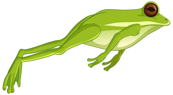 Прыжки Зеленой Лягушки Белом Фоне — стоковый вектор