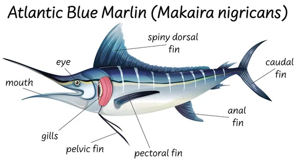 魚図の科学内部解剖学 — ストックベクタ