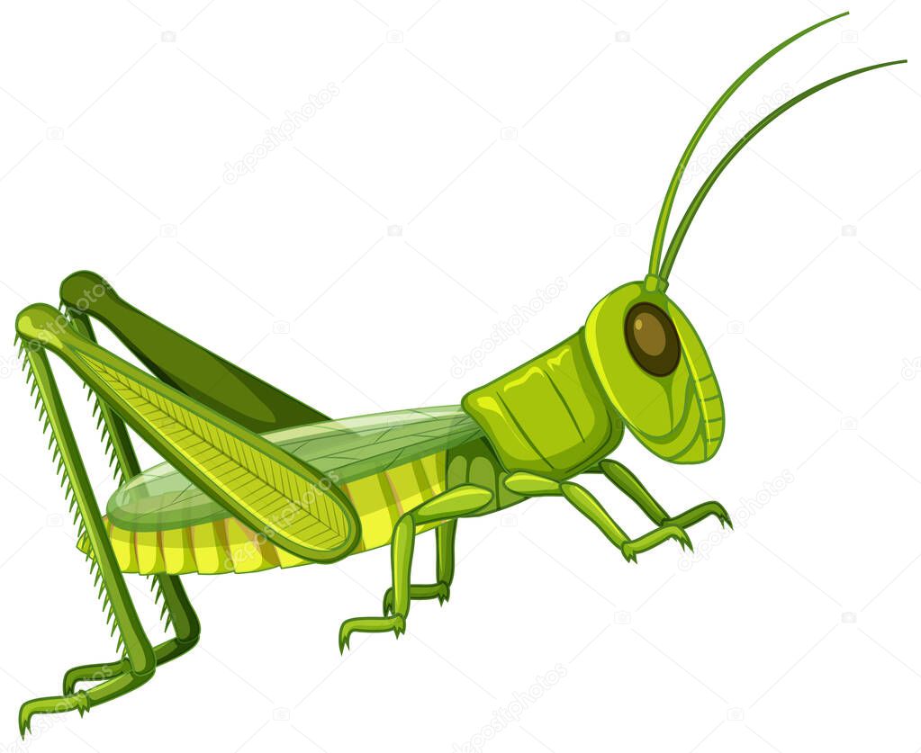 Grasshopper body close up isolated on white background illustration