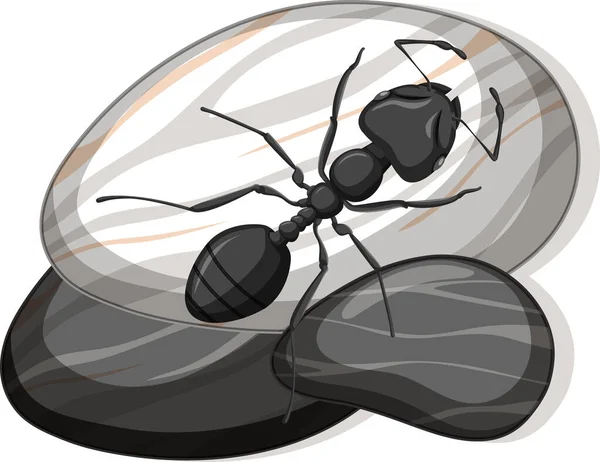 Κάτοψη Του Μαύρου Μυρμηγκιού Μια Πέτρα Λευκό Φόντο Εικονογράφηση — Διανυσματικό Αρχείο