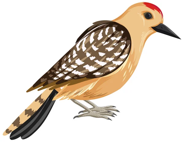 Gila Woodpecker Pássaro Estilo Cartoon Isolado Fundo Branco Ilustração — Vetor de Stock