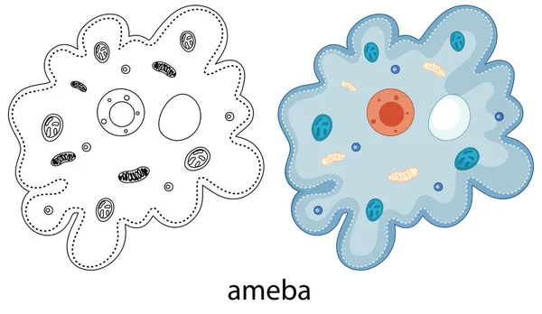 Ameba Cor Doodle Sobre Fundo Branco Ilustração — Vetor de Stock