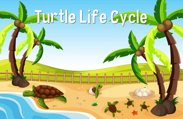 Mnoho Želv Pláži Scéně Želva Life Cycle Font Ilustrace — Stockový vektor