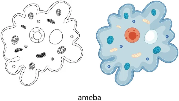 Ameba Färg Och Klotter Vit Bakgrund Illustration — Stock vektor