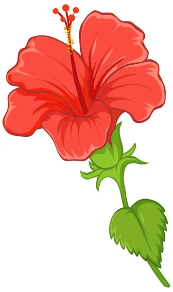 Hibiscus Bloem Met Blad Geïsoleerd Witte Achtergrond Illustratie — Stockvector