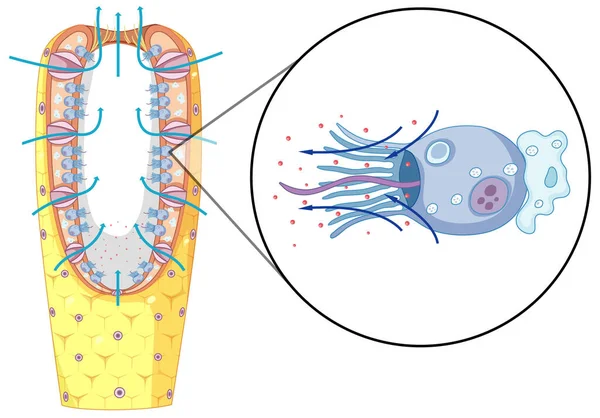 Diagramm Der Schwammstruktur Für Den Biologieunterricht Illustration — Stockvektor