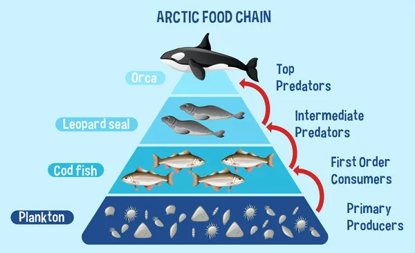 Diagramme Illustrant Chaîne Alimentaire Arctique Pour Éducation — Image vectorielle