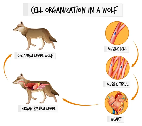 Diagram Menunjukkan Organisasi Sel Dalam Ilustrasi Serigala - Stok Vektor