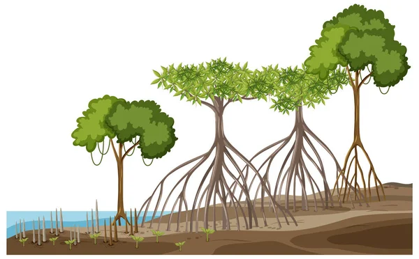 白地図上のマングローブ林の構造 — ストックベクタ