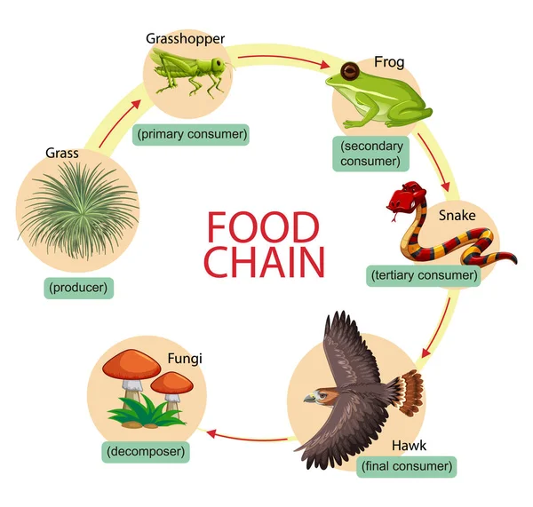 Diagram Zobrazující Ilustraci Potravinového Řetězce — Stockový vektor