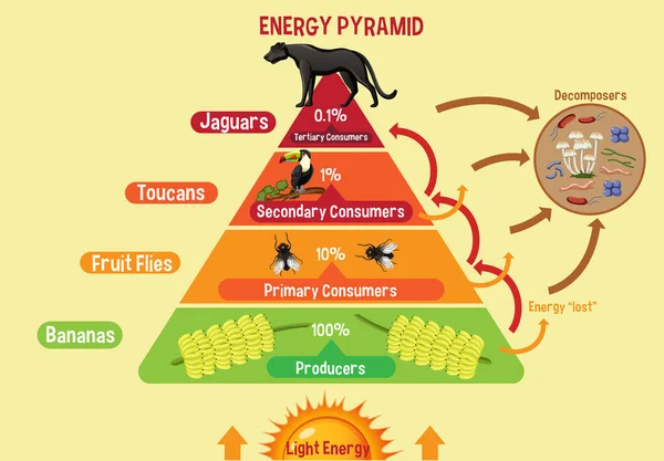 Schemat Przedstawiający Piramidę Energetyczną Dla Ilustracji Edukacji — Wektor stockowy