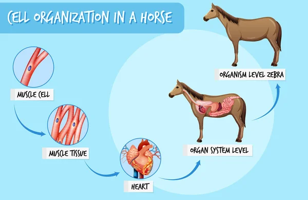 Schema Che Mostra Organizzazione Cellulare Illustrazione Cavallo — Vettoriale Stock