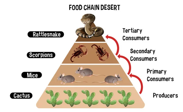 Diagrama Que Muestra Cadena Alimentaria Del Desierto Para Educación Ilustración — Vector de stock