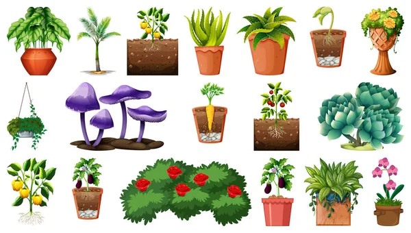 Sada Různých Rostlin Květináčích Izolovaných Bílém Pozadí Ilustrace — Stockový vektor