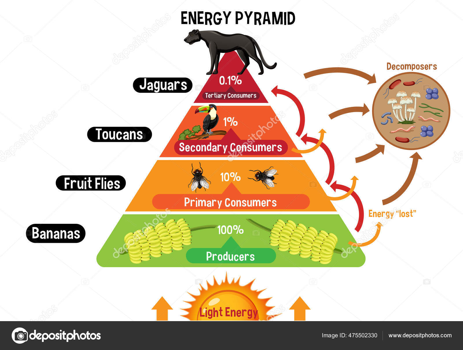 Food Chain Pyramid Decomposers Biology Diagrams