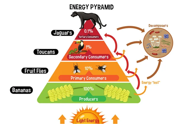 Schemat Przedstawiający Piramidę Energetyczną Dla Ilustracji Edukacji — Wektor stockowy